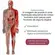 Quebra Cabeça Play Gigante Corpo Humano